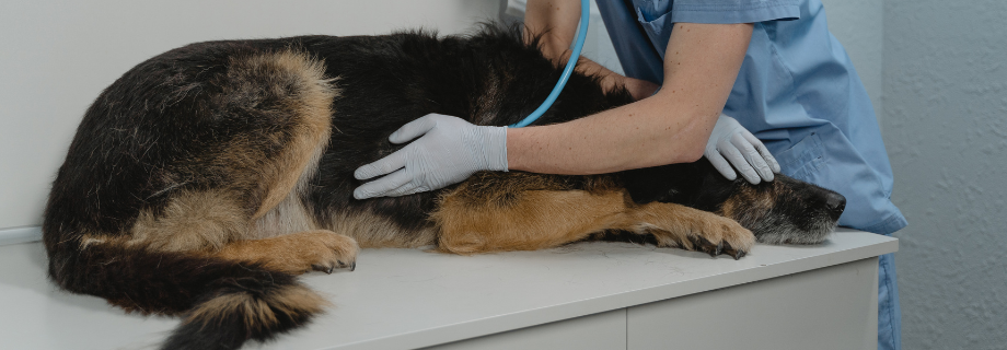 vétérinaire qui écoute le ventre d'un chien