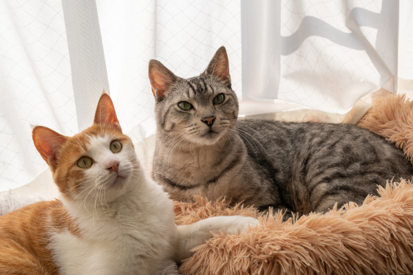 deux chats allongés cote à cote dans un panier