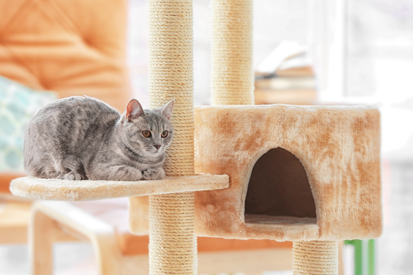 chat gris sur son arbre à chat