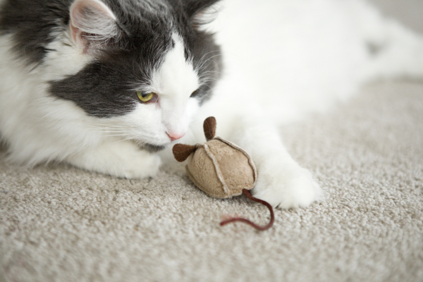 chat qui sent un jouet