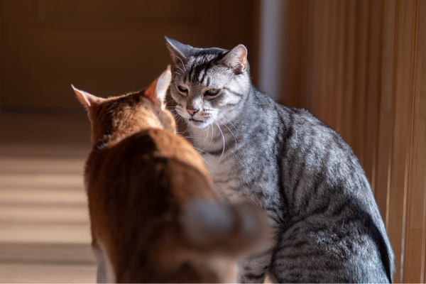 chats qui se regardent