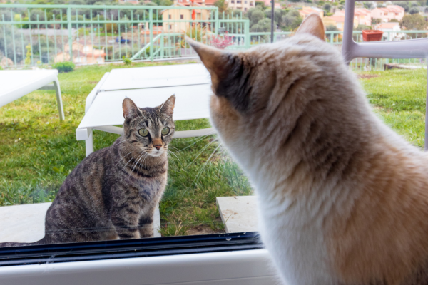 chats qui se regardent à travers une fenêtre