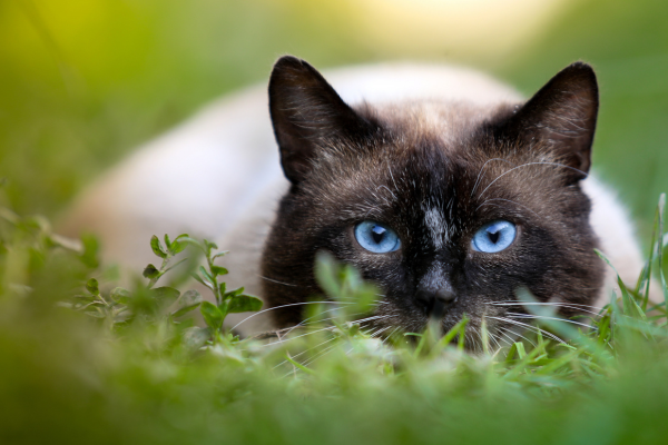 siamois allongé dans l'herbe