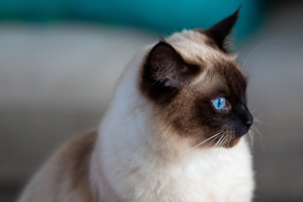 chat siamois de profil assis