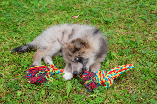 bébé pomsky qui joue