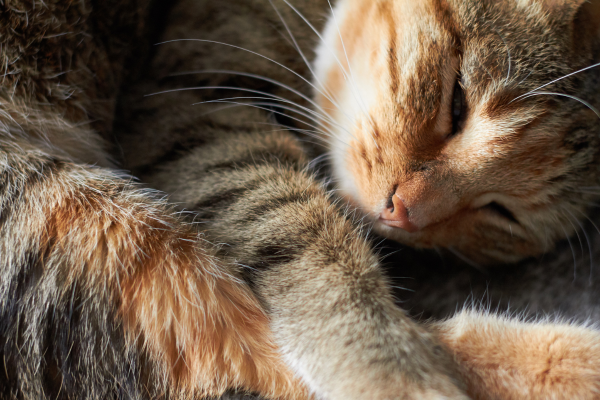chat en boule qui dort