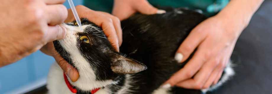 chat qui se fait mettre des gouttes dans les yeux par des vétérinaires