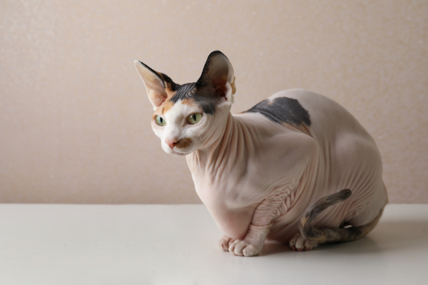 chat sphynx en position couchée