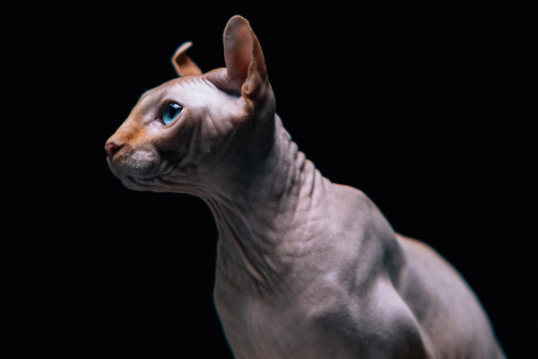 chat sphynx sur fond noir
