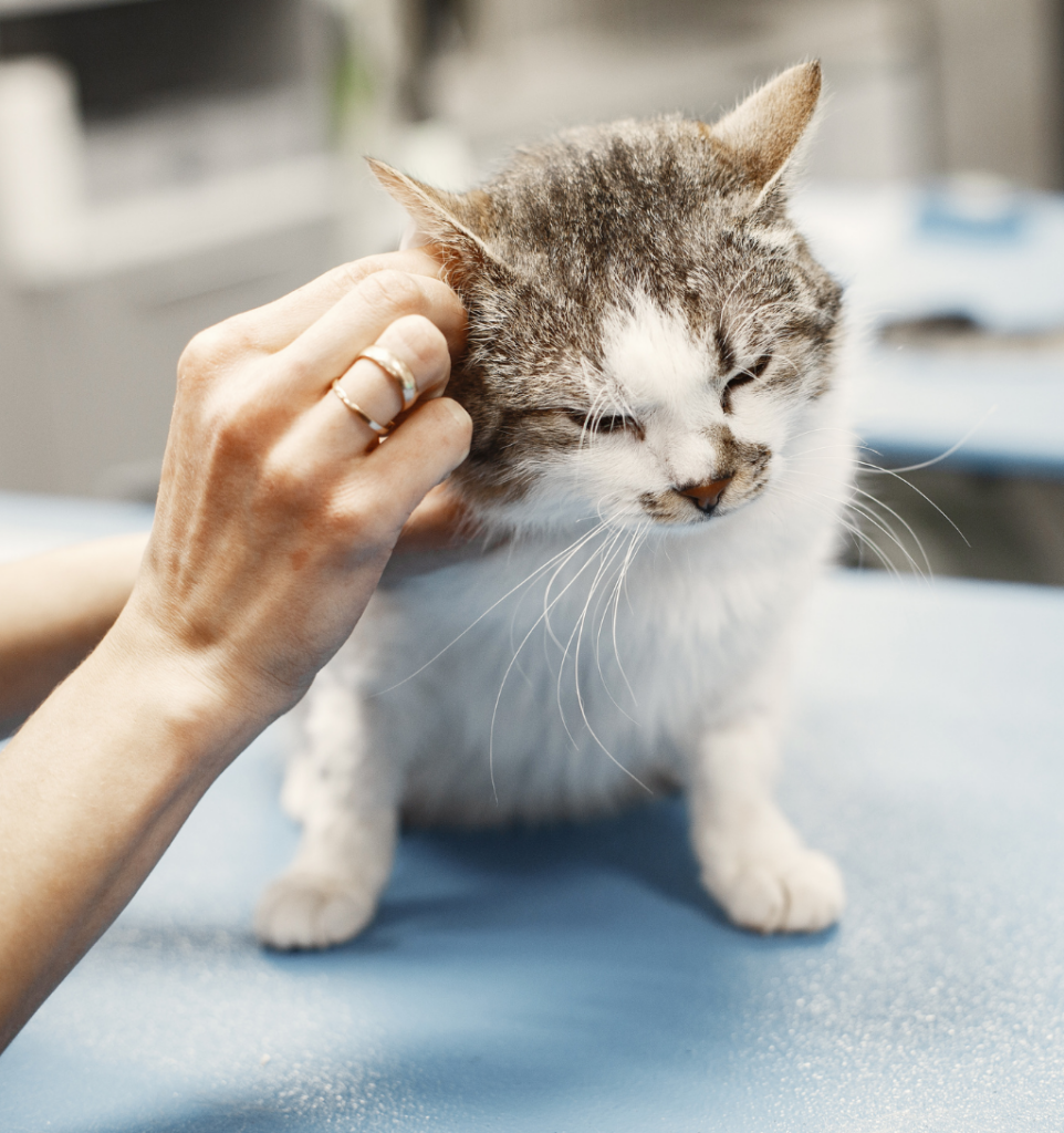 chat qui se fait nettoyer les oreilles