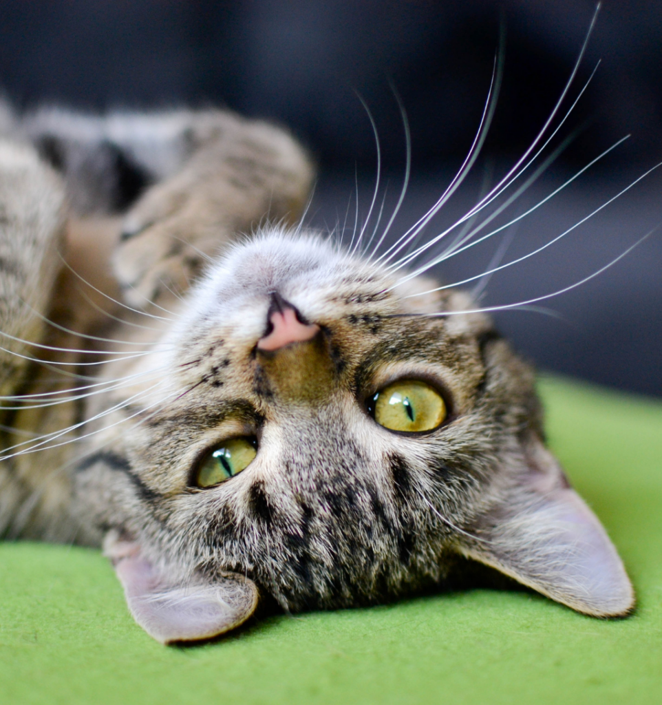 chaton allongé sur le dos