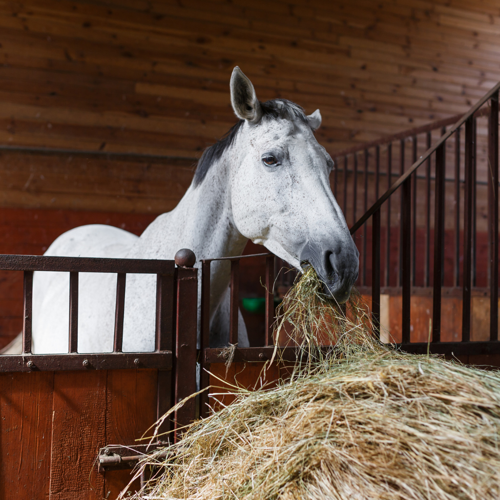 cheval dans son box qui mange du foin
