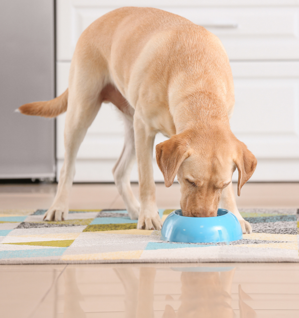 labrador qui mange