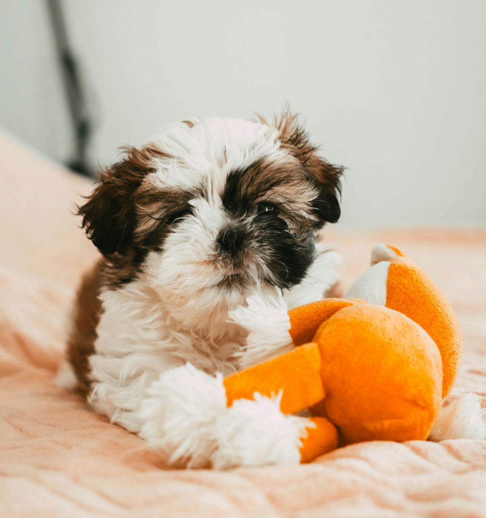 Shih Tzu couché sur un lit avec sa peluche