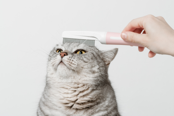 chat qui se fait brosser