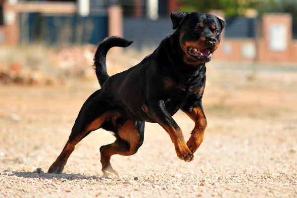 rotweiller qui court