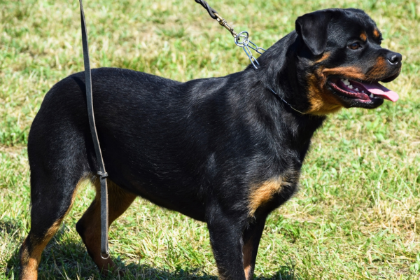 rotweiller tenu en laisse