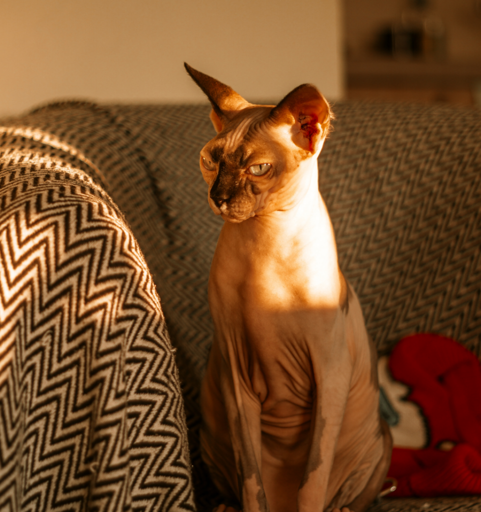 sphynx assis sur un canapé