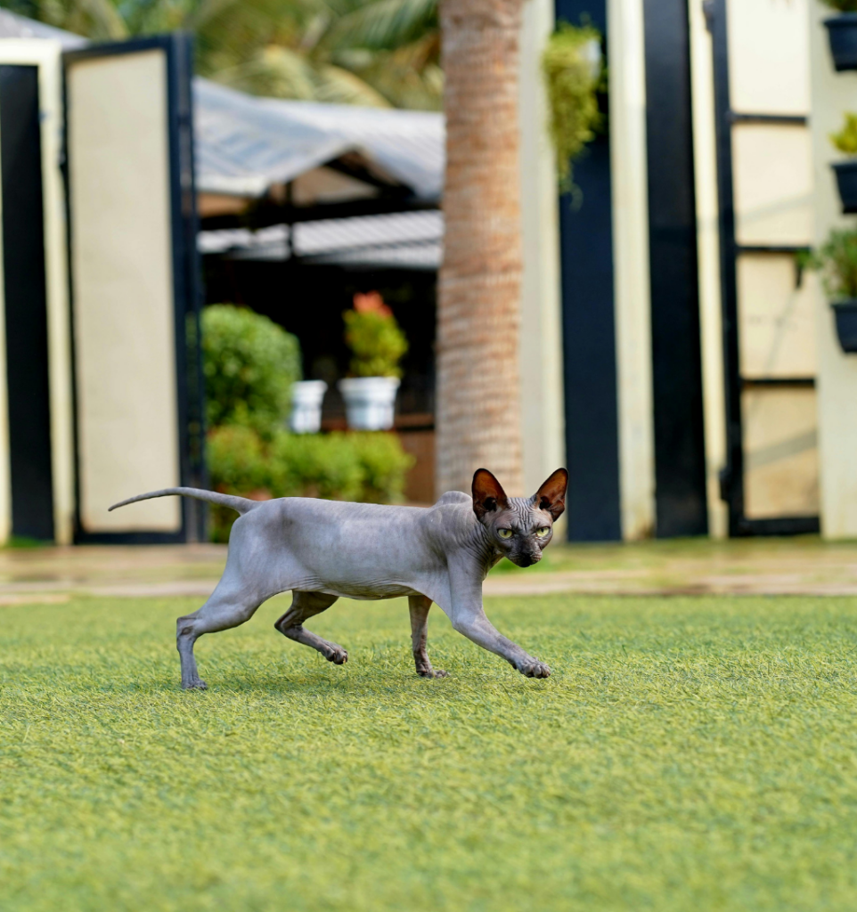 sphynx qui court dans un jardin