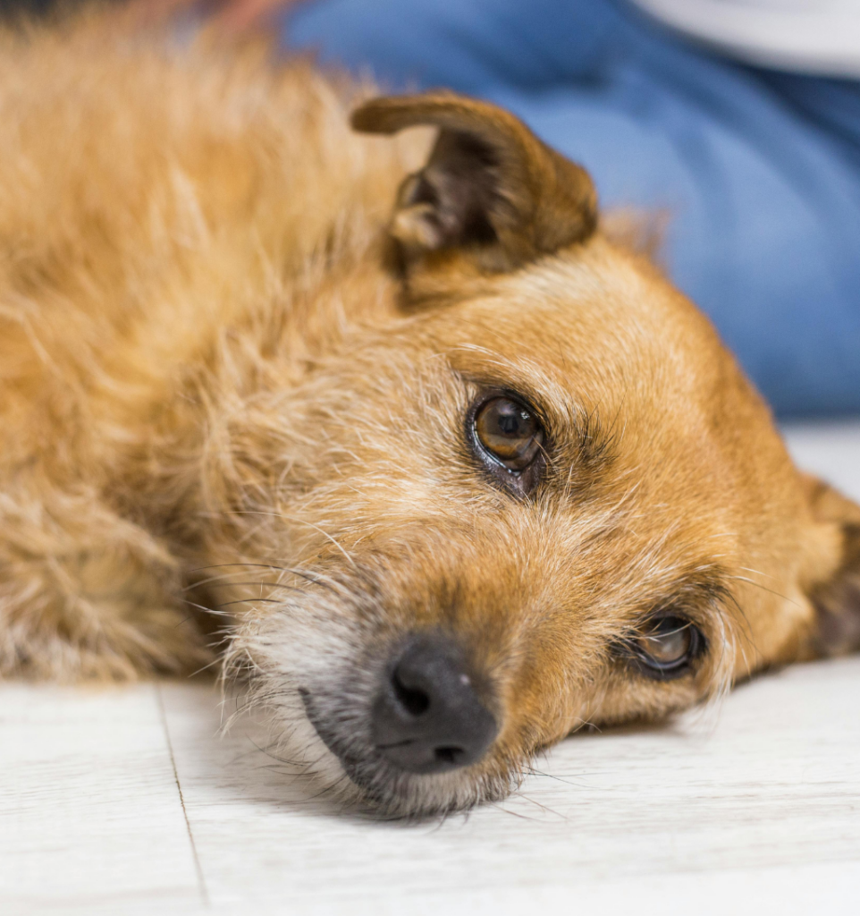 zoom sur le visage d'un chien