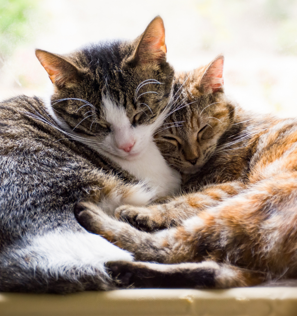deux chats qui dorment ensemble