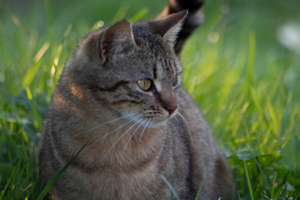 zoom sur un chat en extérieur assis sur l'herbe