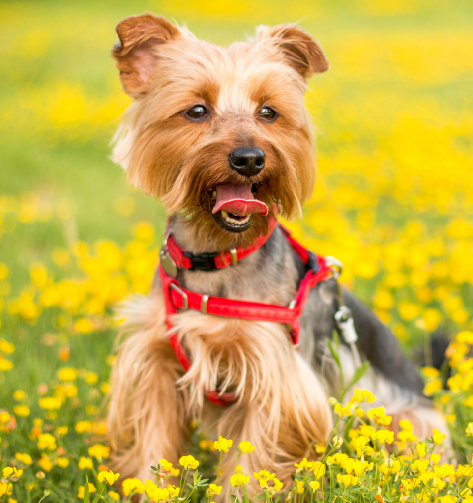 Yorkshire terrier en laisse assis dans un champ de mimosa