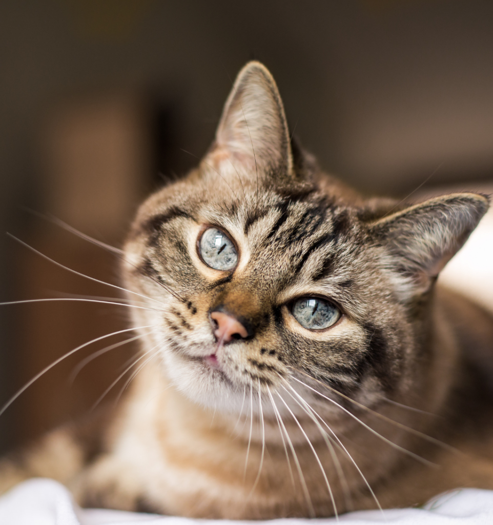 chat avec les yeux clairs