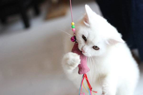 chat blanc qui joue avec un plumeau