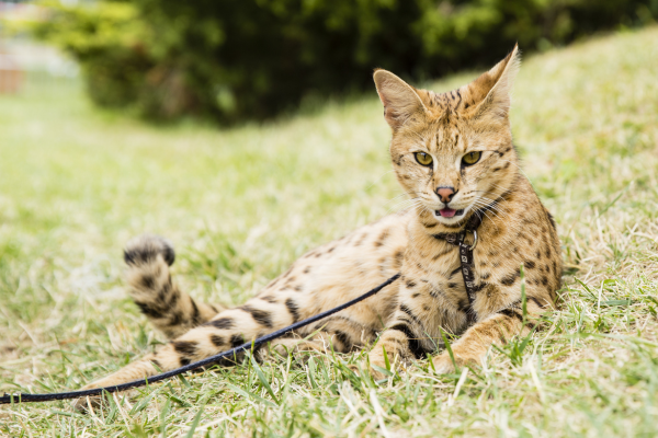 chat savannah allongé dans la pelouse avec une laisse