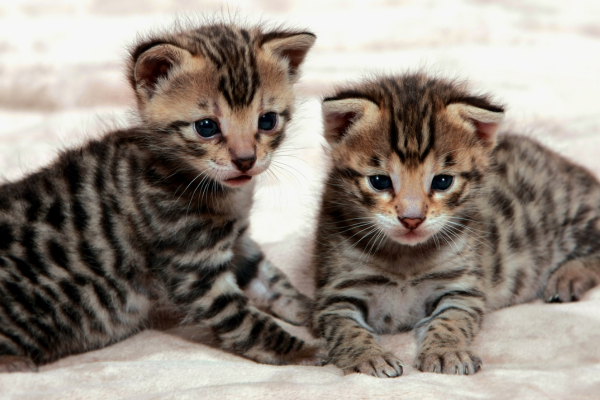 chatons savannah
