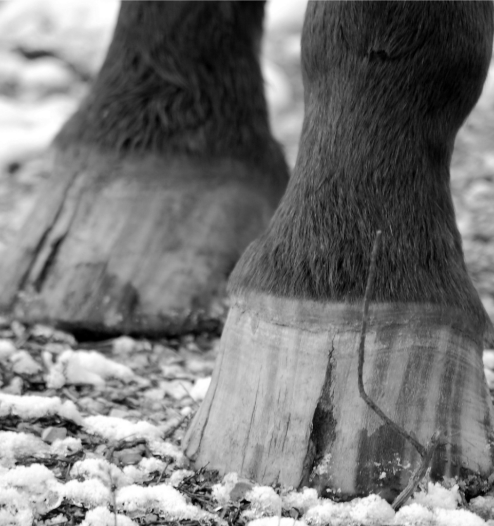sabot fissuré d'un cheval