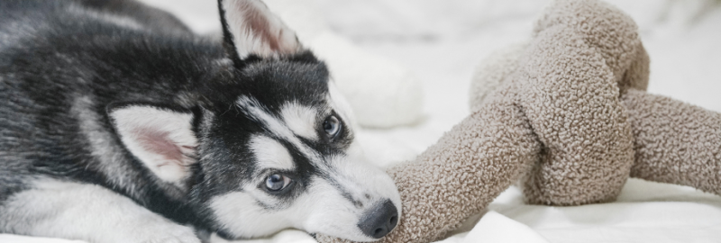 Pomsky