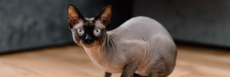 Sphynx