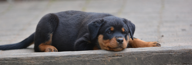 Rottweiler