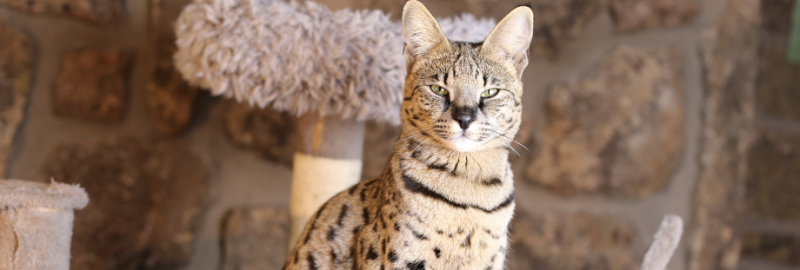 Chat Savannah