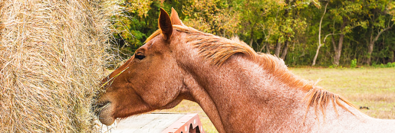 cheval qui mange