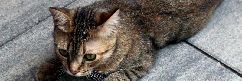 chat européen