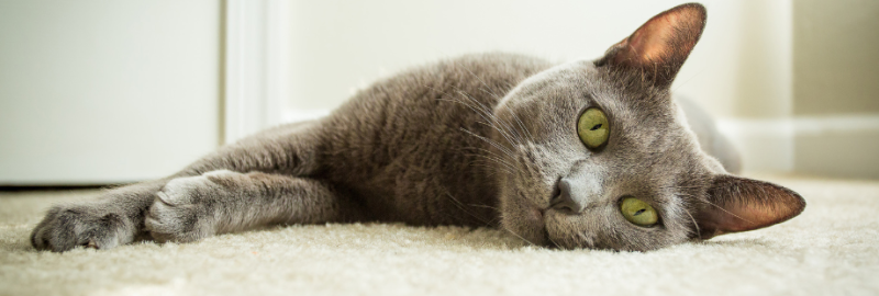 chat bleu russe