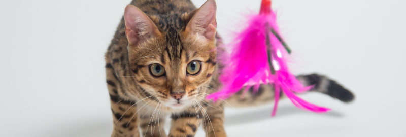 chat qui joue avec un plumeau rose