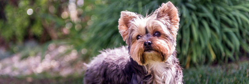 Yorkshire Terrier