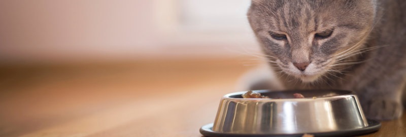 chat qui mange