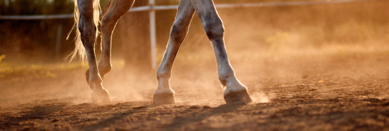 Bandeau article de blog TENDINITE CHEVAL (1)