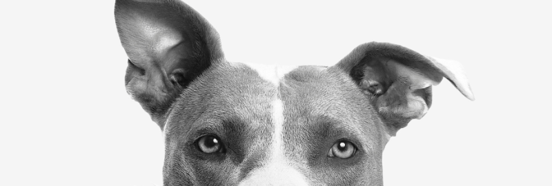 Bandeau article de blog cataracte chien Bandeau article de blog cataracte chien