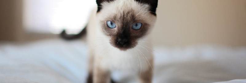 Bandeau article de blog etermuement chat