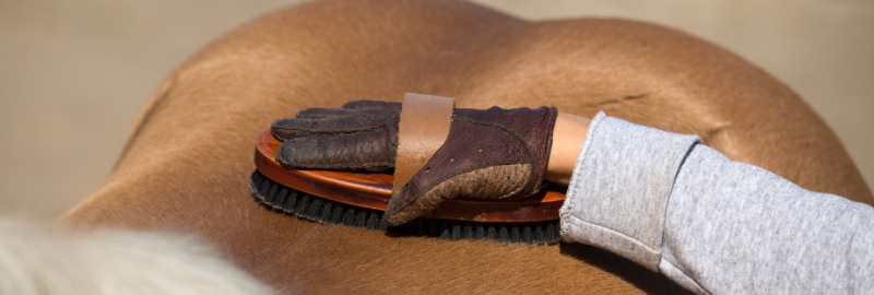 Bandeau article de blog pansage cheval