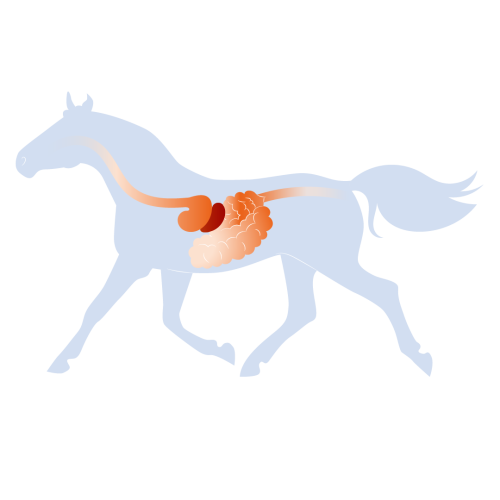 schema appareil digestif cheval schema appareil digestif cheval