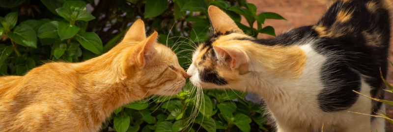 deux chats dehors qui se sentent