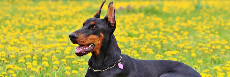 Doberman