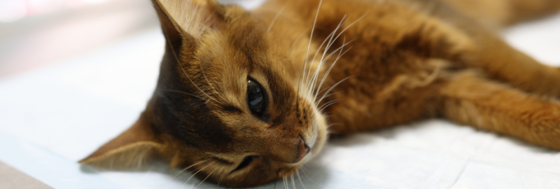 chat roux malade allongé